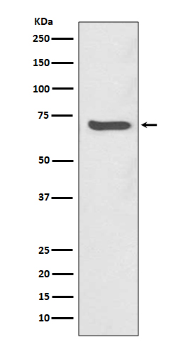 SHP2