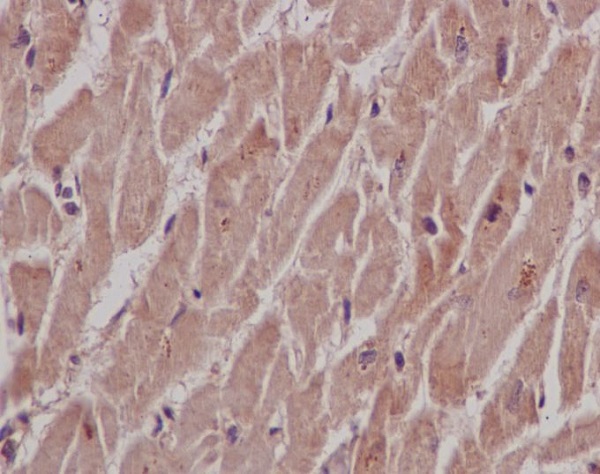 Rabbit Polyclonal Antibody to SHP2