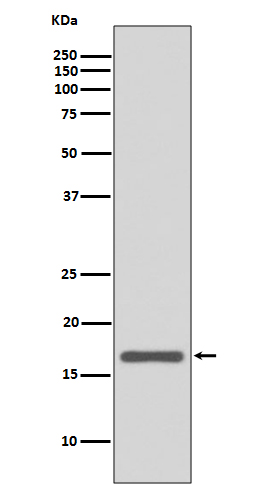 Anterior Gradient 2
