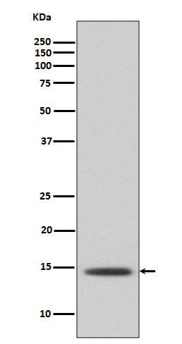 Histone H2B