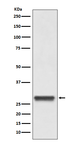 14-3-3