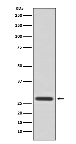 14-3-3 theta