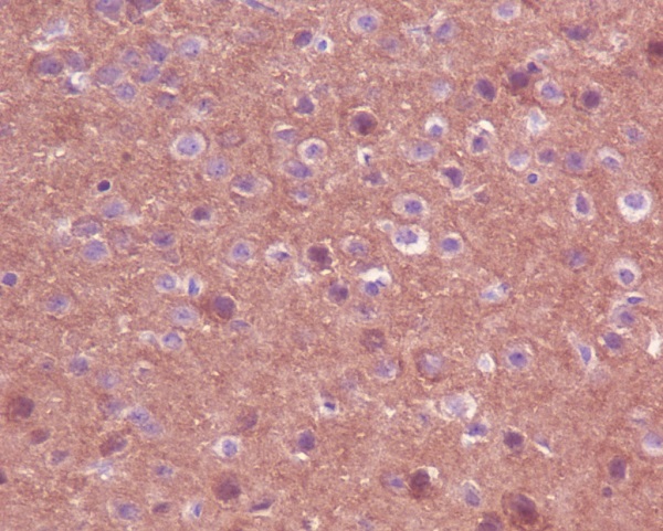 Rabbit Polyclonal Antibody to Trk