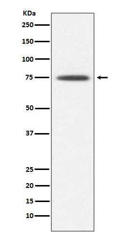 Hsp75