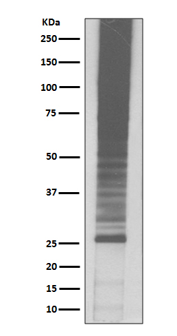 Ubiquitin K48