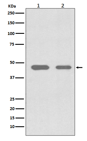 CDC37