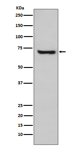 HspA2