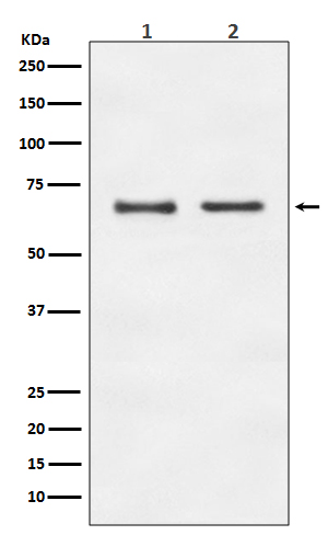E2F1