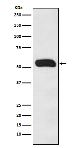 Human IgG