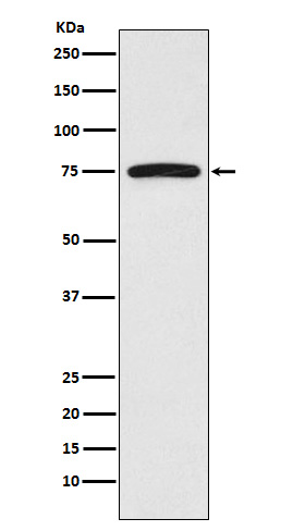 FRS2