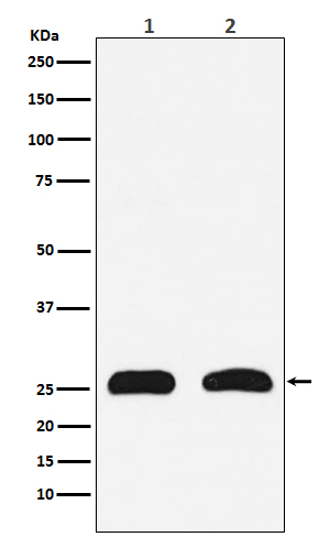 HMGB2