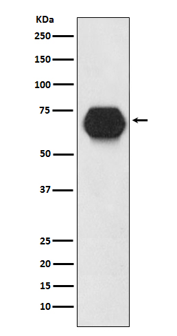 CD55
