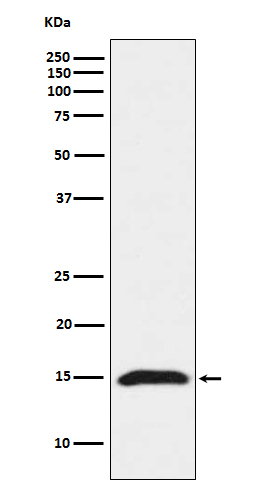Fragilis