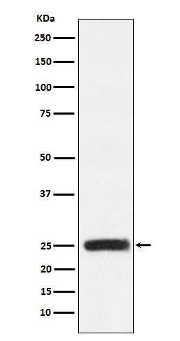 GRB2