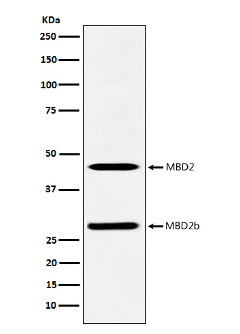 MBD2