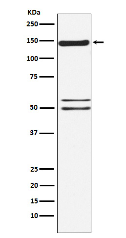 SynGAP