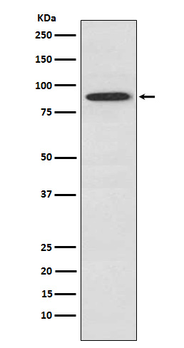 UBA2