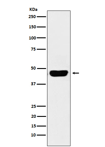 CD134/OX40L Recepter