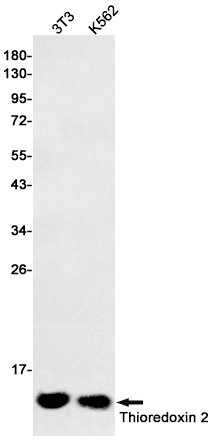 Thioredoxin 2