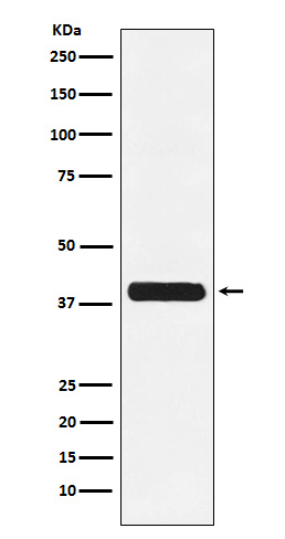 Glycophorin C