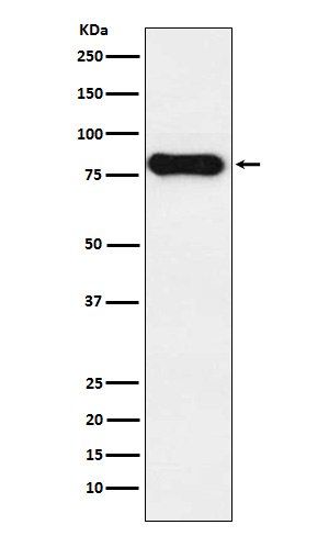 Human IgD