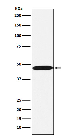 ACTL6A