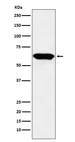 E2F4