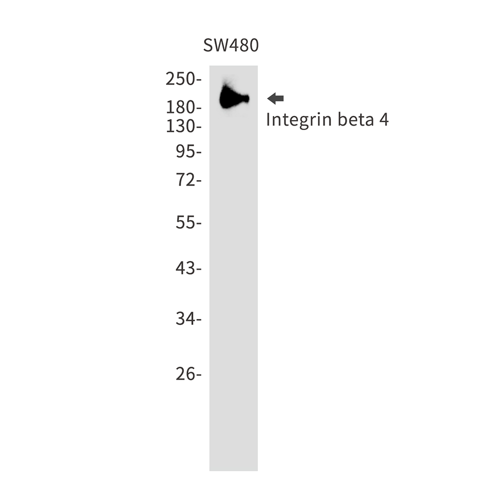 Integrin beta 4