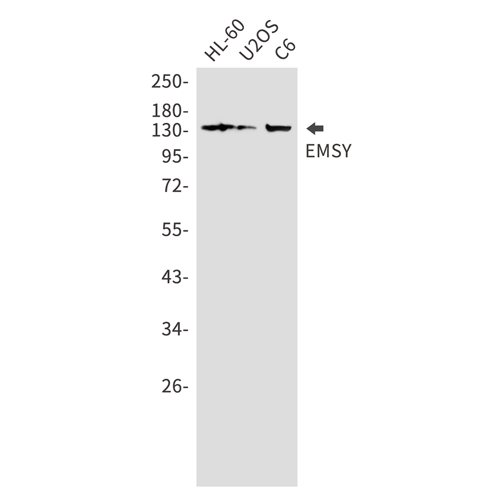 EMSY