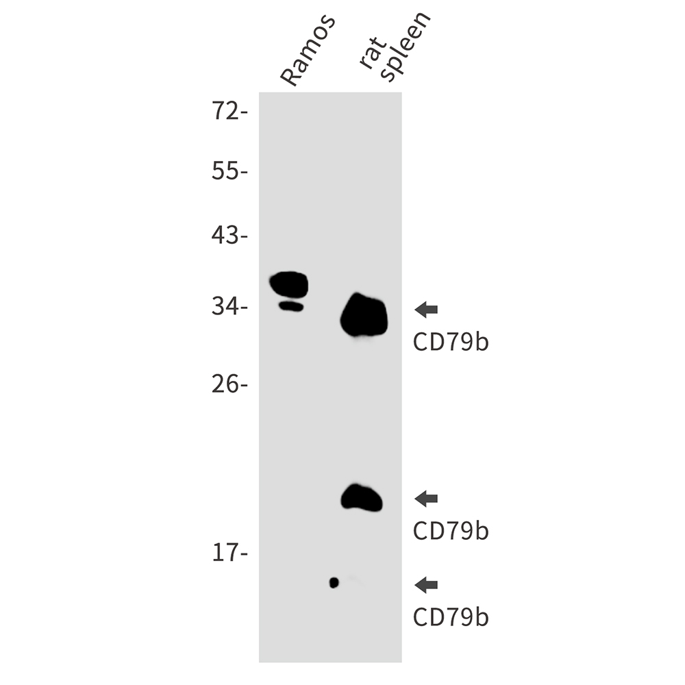 CD79B