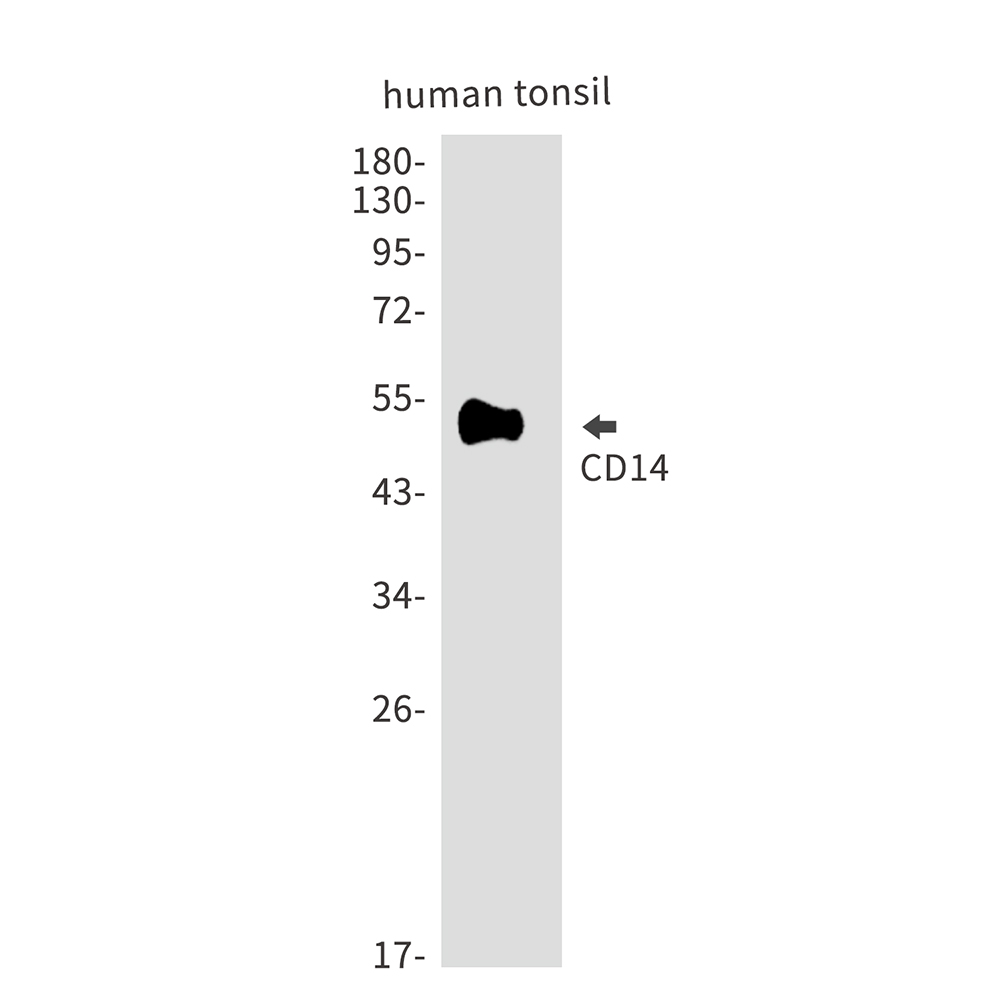 CD14