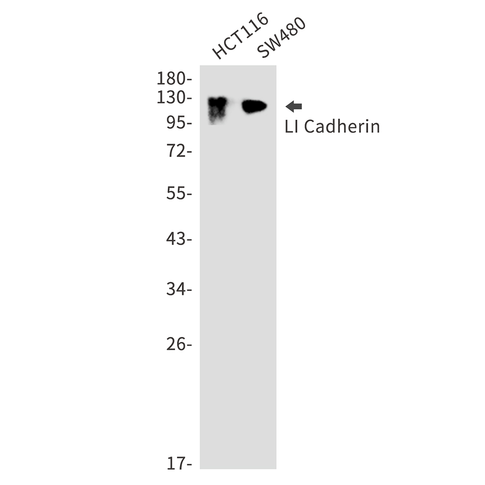 LI Cadherin