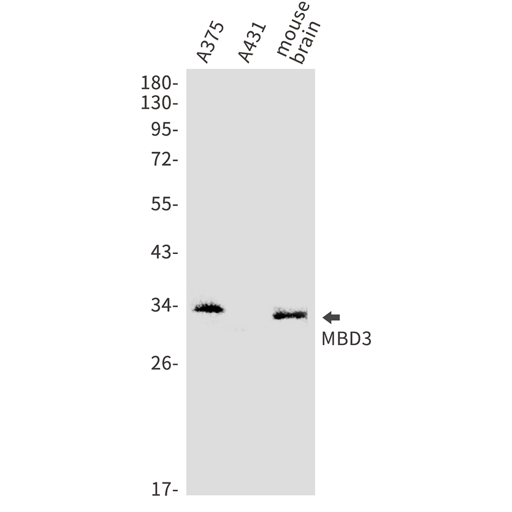 Rabbit Polyclonal Antibody to MDB3