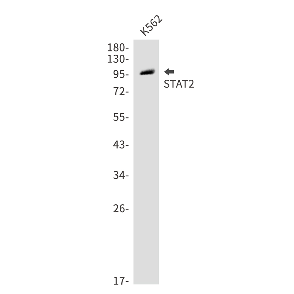 STAT2