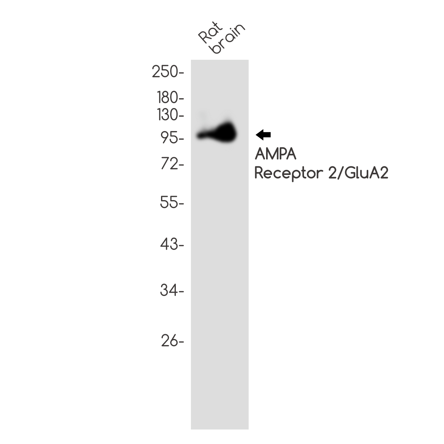 AMPA Receptor 2