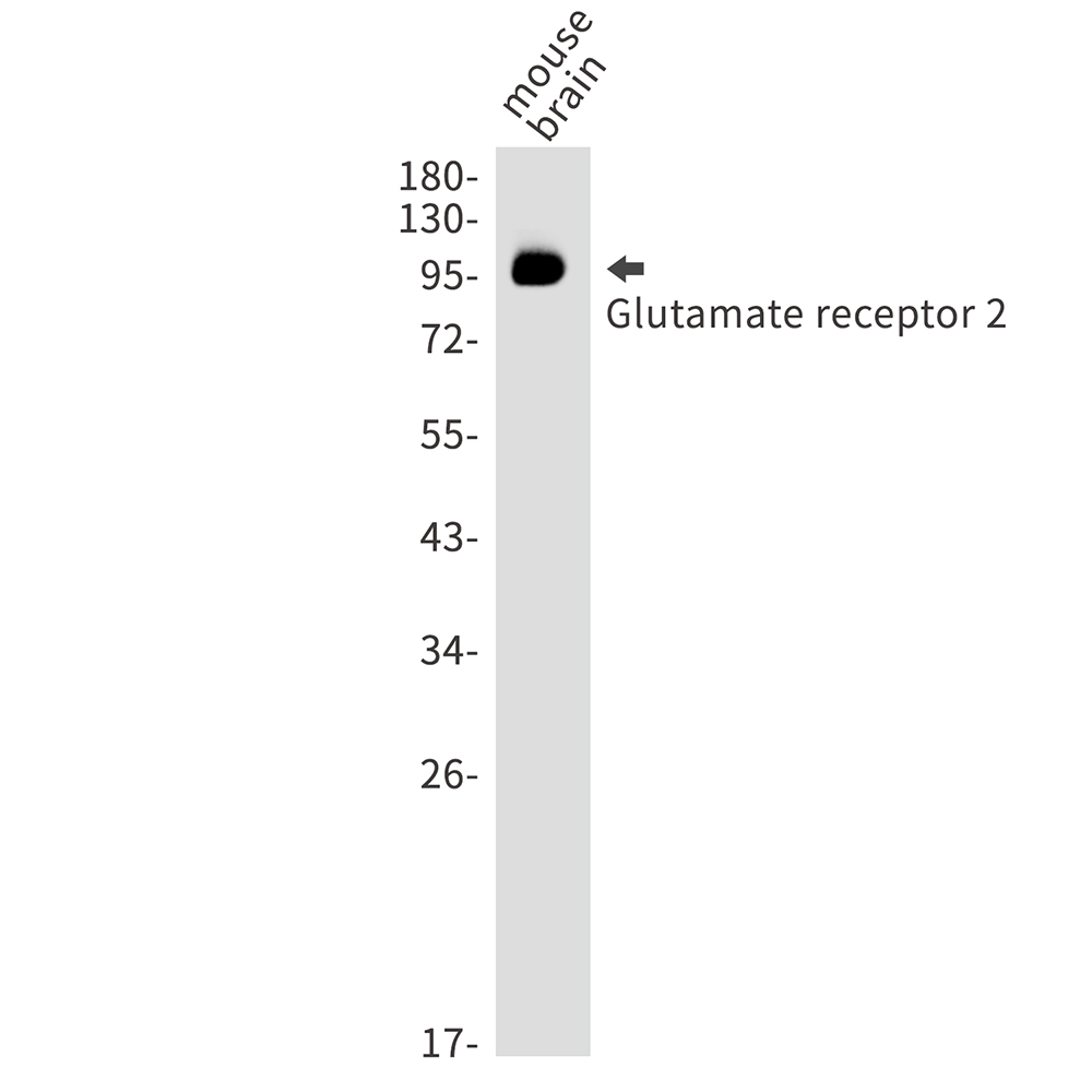 Rabbit Polyclonal Antibody to AMPA Receptor 2