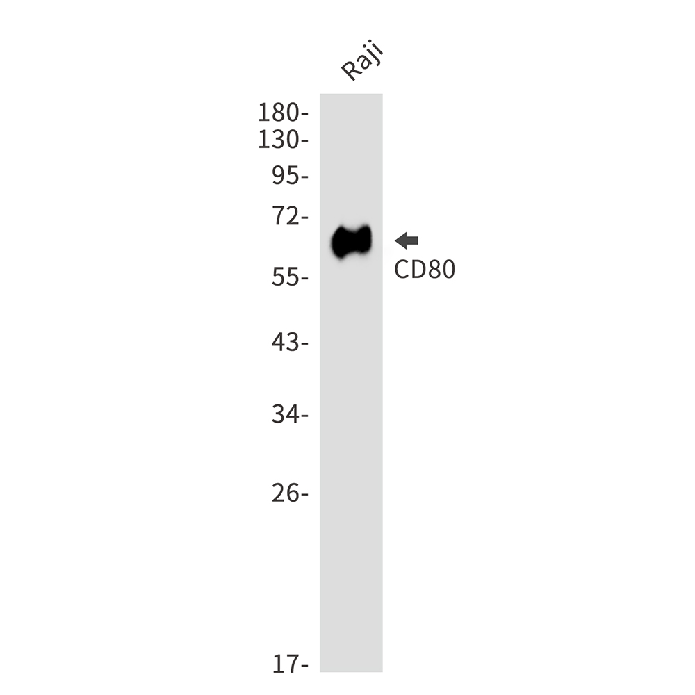 CD80