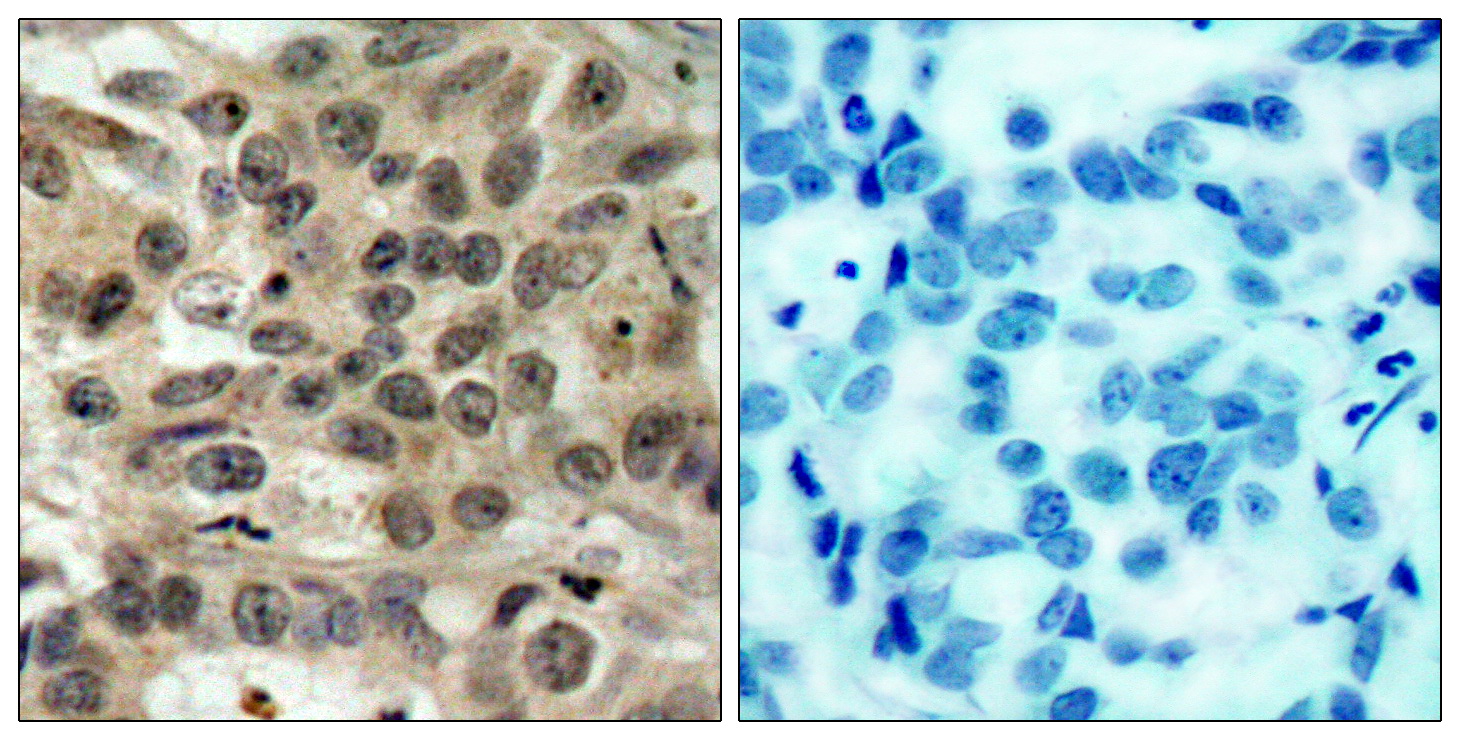 Rabbit Polyclonal Antibody to CDC25C
