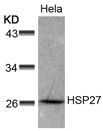 Hsp27