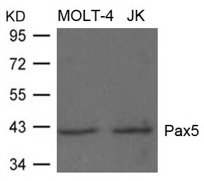 PAX5