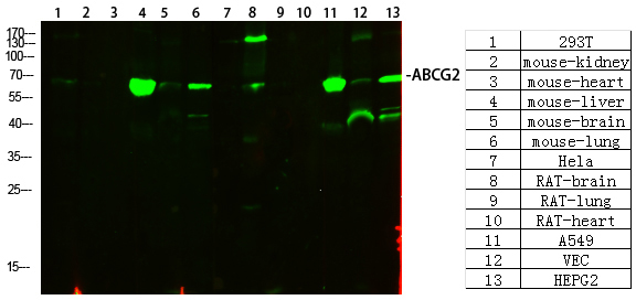 ABCG2