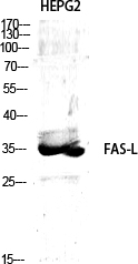 Fas Ligand
