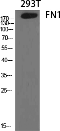Fibronectin