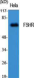FSHR