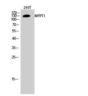 Rabbit Polyclonal Antibody to Myosin Phosphatase