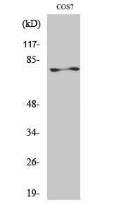 Rabbit Polyclonal Antibody to PKC zeta