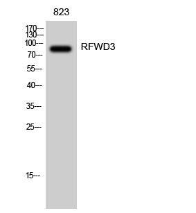RFWD3