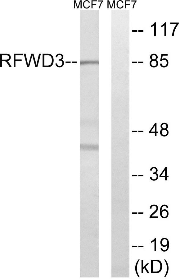Rabbit Polyclonal Antibody to RFWD3