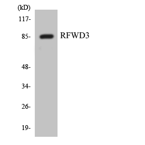 Rabbit Polyclonal Antibody to RFWD3