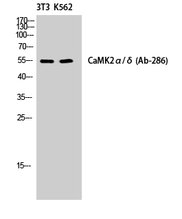 CaMKII alpha/delta
